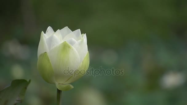 在清晨的花田 — 图库视频影像