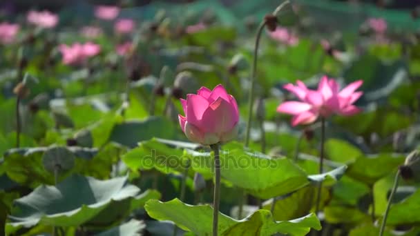 Bloem veld in de vroege ochtend — Stockvideo