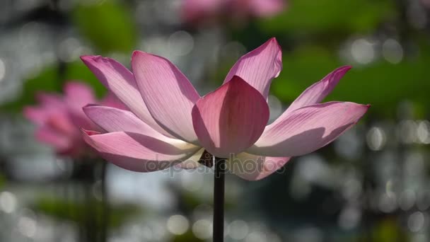 Pink lotus flower — Stock Video