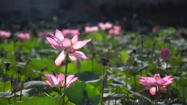 Flor de lótus rosa — Vídeo de Stock