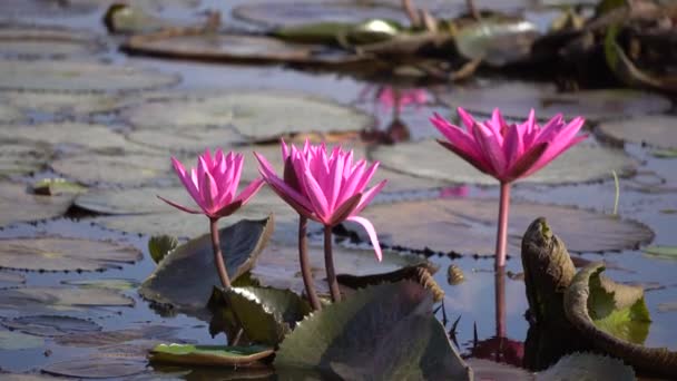Lírio aquático ou flor de lótus — Vídeo de Stock