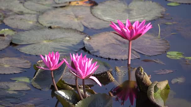 Waterlily or lotus flower — Stock Video