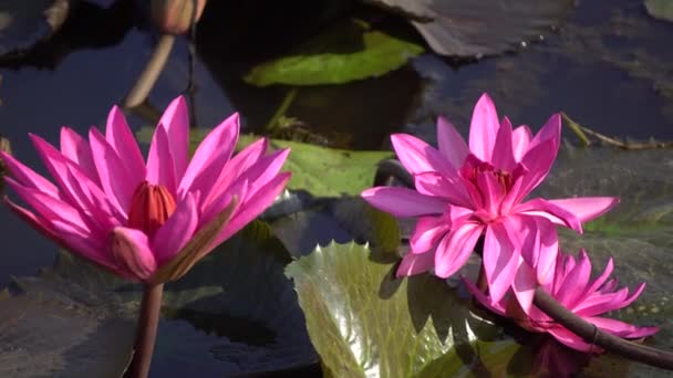 Lírio aquático ou flor de lótus — Vídeo de Stock