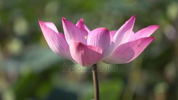 Pink lotus flower — Stock Video