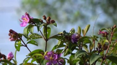 Rodomyrtus tomentosa vahşi guava çiçek portre