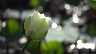 Sabah erken çiçek alanında 