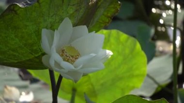 Beyaz lotus çiçeği