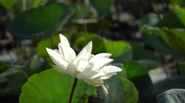 Beyaz lotus çiçeği