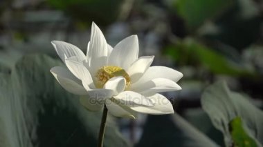 Beyaz lotus çiçeği