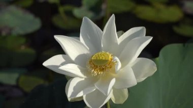 Beyaz lotus çiçeği