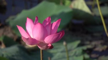 pembe nilüfer çiçeği