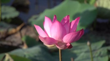 pembe nilüfer çiçeği