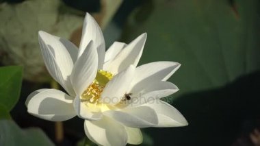 Beyaz lotus çiçeği