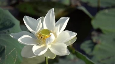 Beyaz lotus çiçeği