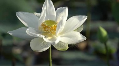 Beyaz lotus çiçeği