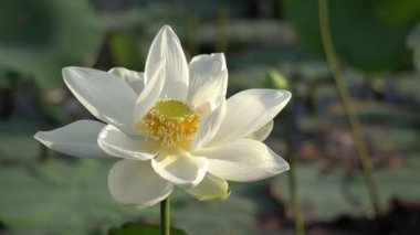 Beyaz lotus çiçeği
