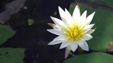 Beyaz lotus çiçeği 