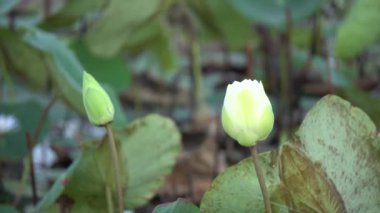 Beyaz lotus çiçeği