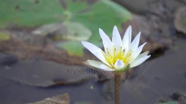 Beyaz lotus çiçeği 