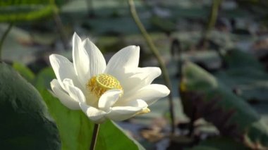 Beyaz lotus çiçeği