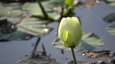 Beyaz lotus çiçeği