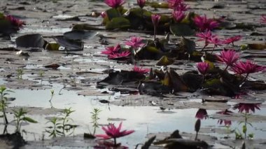 Beyaz lotus çiçeği 