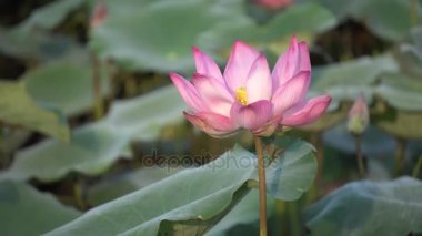 pembe nilüfer çiçeği