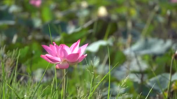 Flor de loto rosa — Vídeo de stock