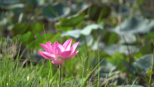 Flor de loto rosa — Vídeo de stock