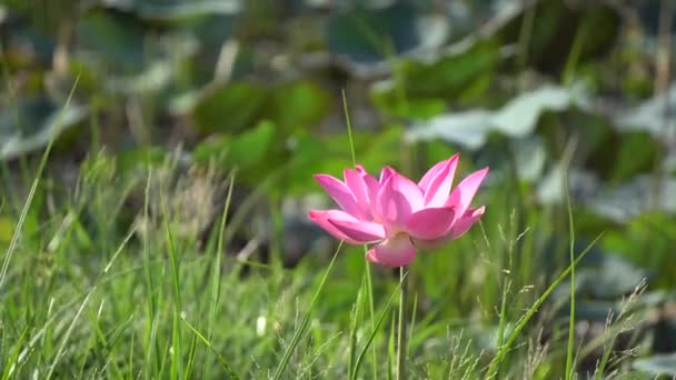 Flor de lótus rosa — Vídeo de Stock