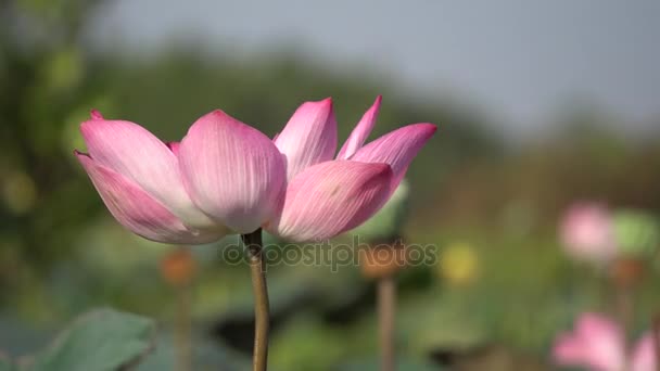 Růžový lotosový květ — Stock video