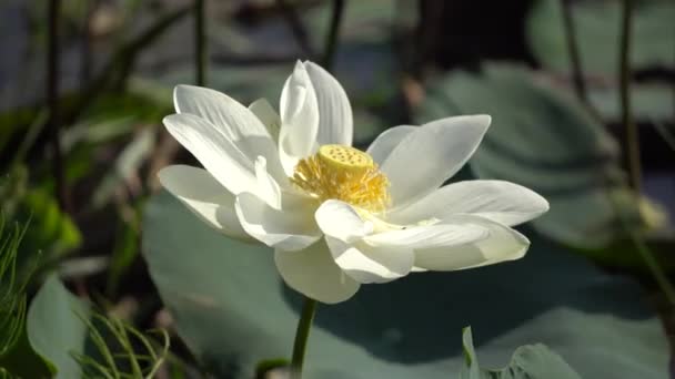 Campo de flores no início da manhã — Vídeo de Stock