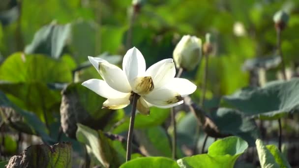 Bloem veld in de vroege ochtend — Stockvideo