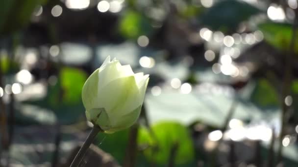 Bidang bunga di pagi hari — Stok Video
