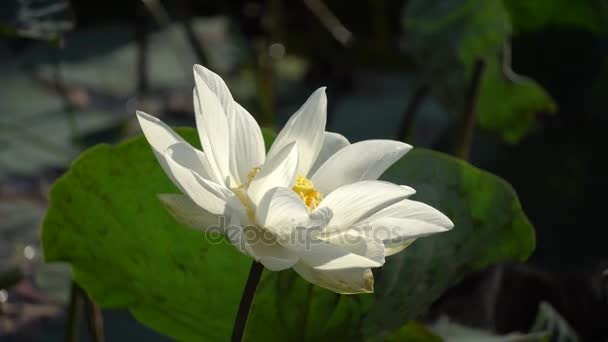 Lotos biały kwiat — Wideo stockowe