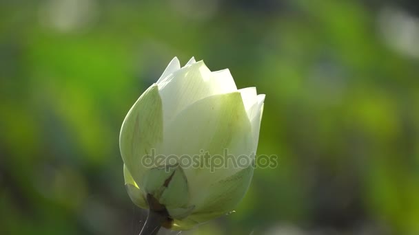 Цветок белого лотоса — стоковое видео