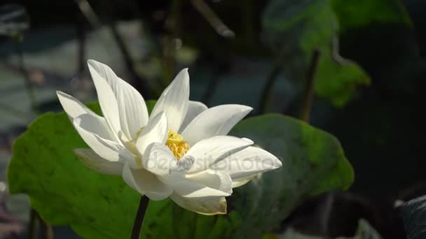 Champ de fleurs tôt le matin — Video