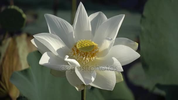 Fehér lótusz virág — Stock videók