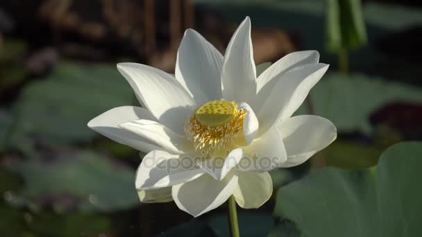 Цветок белого лотоса — стоковое видео