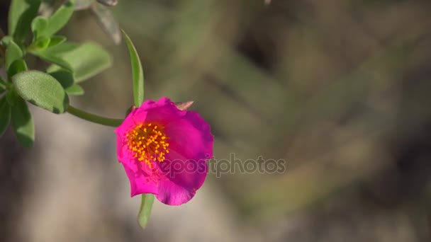 Bela flor de Portulaca — Vídeo de Stock