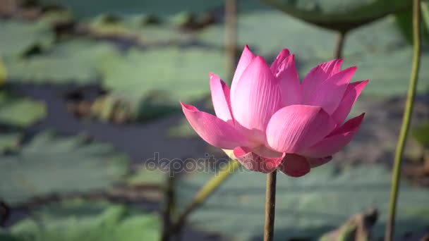 Fleur de lotus rose — Video