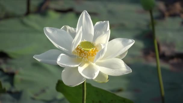 Flor de lótus branco — Vídeo de Stock