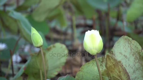 Flor de lótus branco — Vídeo de Stock