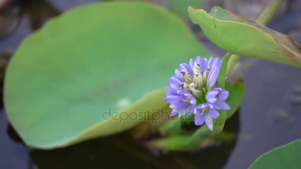 Eichhornia crassipes blomma — Stockvideo