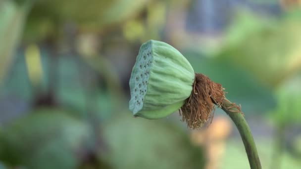 The lotus seed — Stock Video