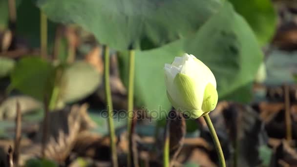 bílý Lotosový květ