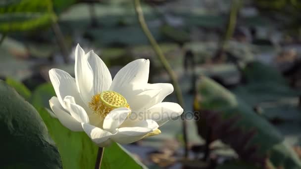 Flor de lótus branco — Vídeo de Stock