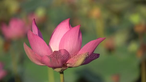 Pink lotus flower — Stock Video
