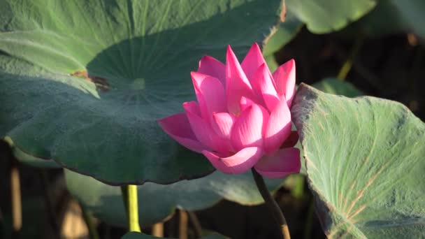 Roze lotusbloem — Stockvideo