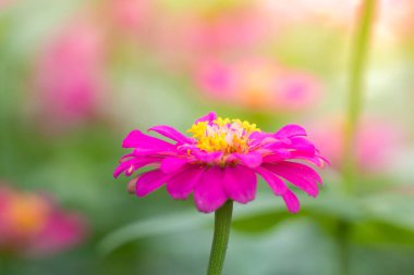 Klasik Zinnia çiçeği.